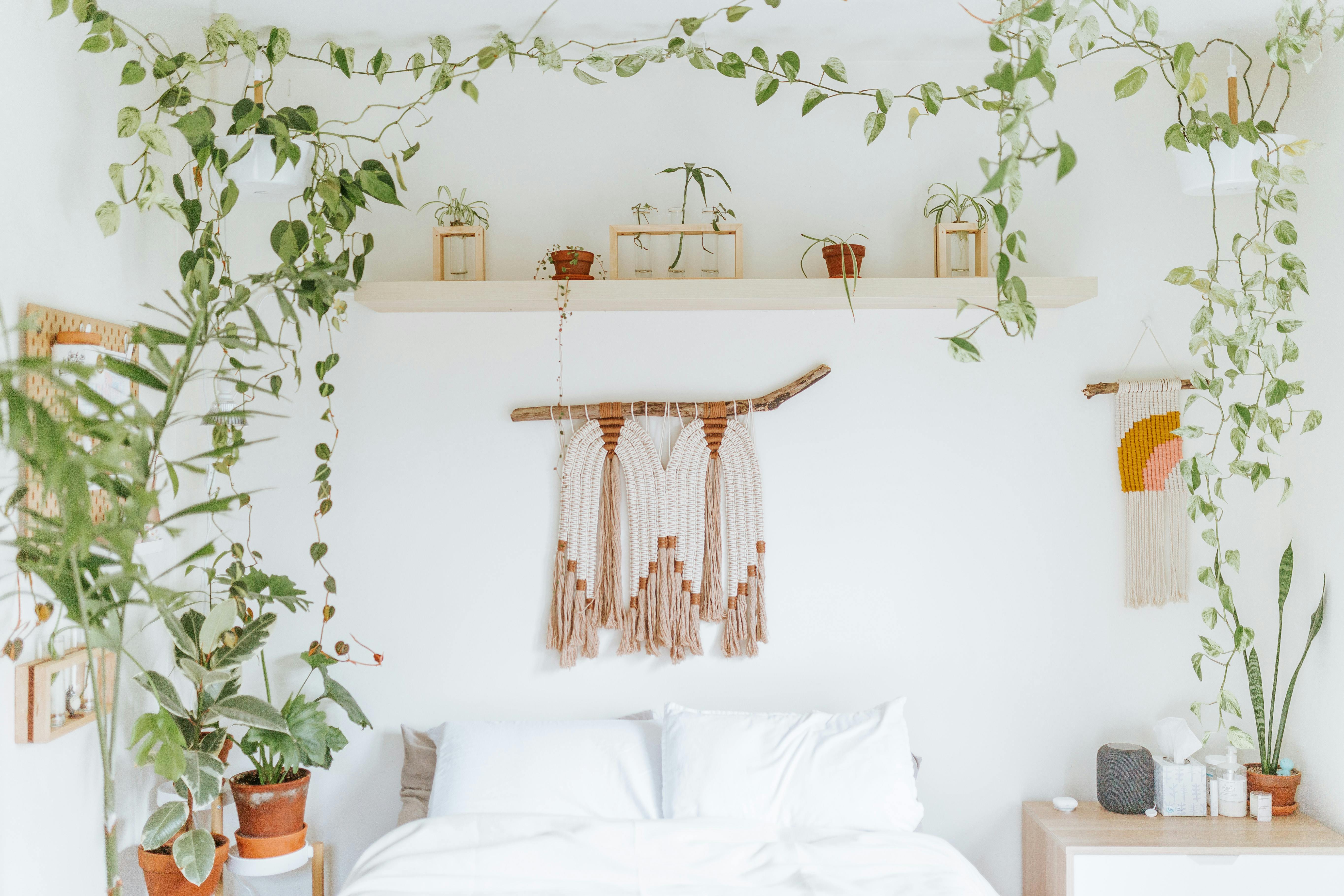 Luftreinigende Pflanzen im Schlafzimmer: Dein natürlicher Weg zu besserer Luftqualität
